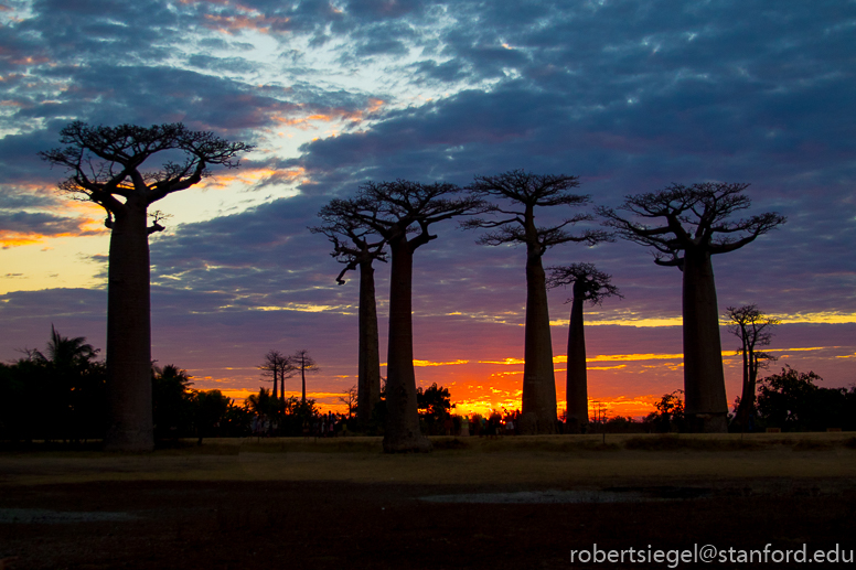 baobab